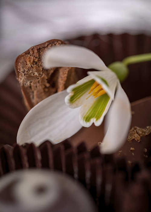Chocolate with edible flower