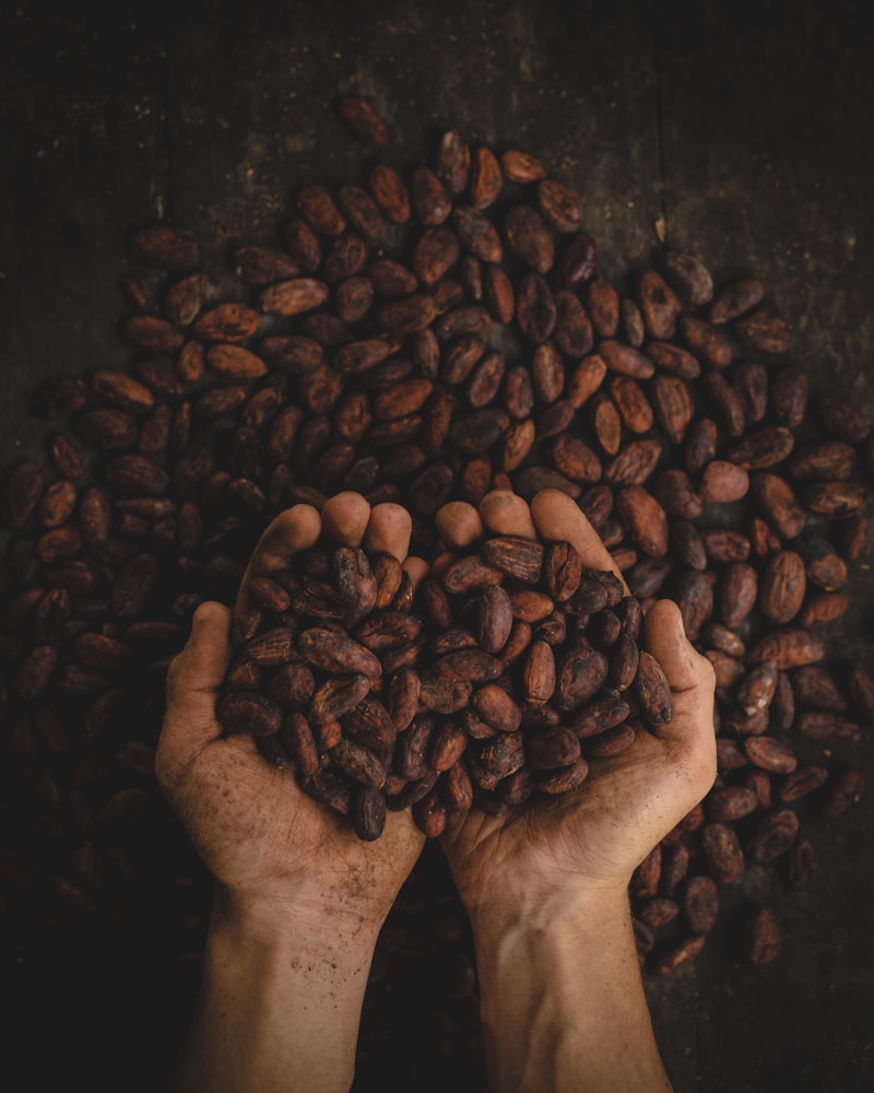 Cacao beans for bean-to-bar chocolate